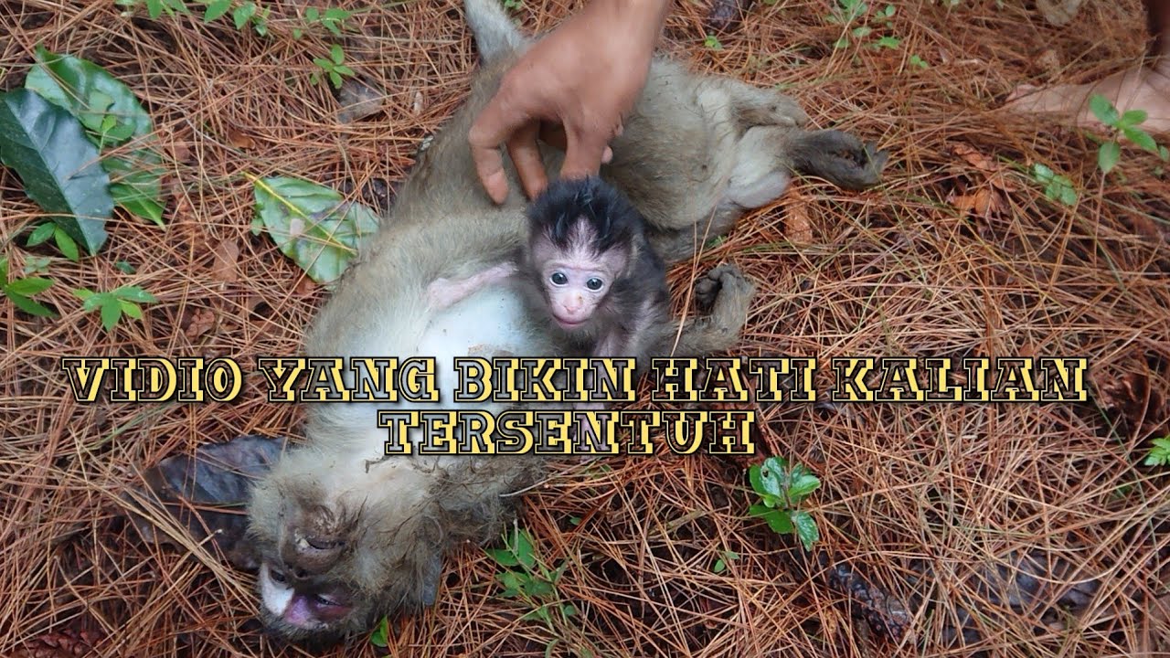 "Tragic Discovery: Baby Monkey Found Sleeping in Forest as Parents Lay Seriously Injured"